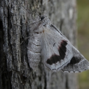 Hypobapta tachyhalotaria at Charleys Forest, NSW - 3 Dec 2022