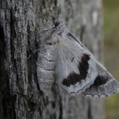 Hypobapta tachyhalotaria (Varied Grey) at QPRC LGA - 3 Dec 2022 by arjay