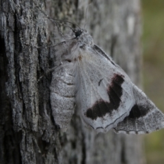 Hypobapta tachyhalotaria (Varied Grey) at Charleys Forest, NSW - 3 Dec 2022 by arjay