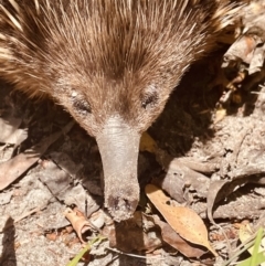 Tachyglossus aculeatus (Short-beaked Echidna) at Vincentia, NSW - 26 Dec 2022 by CathyKatie