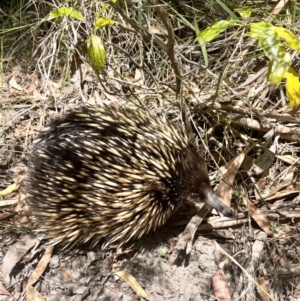 Tachyglossus aculeatus at Vincentia, NSW - 26 Dec 2022