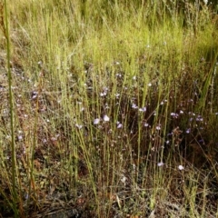 Utricularia dichotoma (Fairy Aprons, Purple Bladderwort) at Wingecarribee Local Government Area - 20 Dec 2022 by GlossyGal