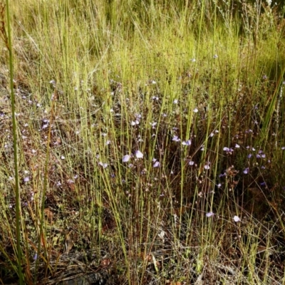 Utricularia dichotoma (Fairy Aprons, Purple Bladderwort) at Wingecarribee Local Government Area - 20 Dec 2022 by GlossyGal