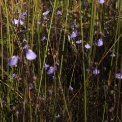 Utricularia dichotoma at High Range, NSW - 21 Dec 2022