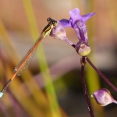 Ischnura aurora (Aurora Bluetail) at Wingecarribee Local Government Area - 21 Dec 2022 by Curiosity