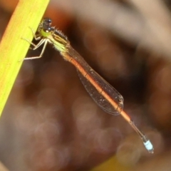 Ischnura aurora at High Range, NSW - 21 Dec 2022 09:30 AM