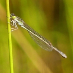 Ischnura aurora at High Range, NSW - 21 Dec 2022 09:30 AM