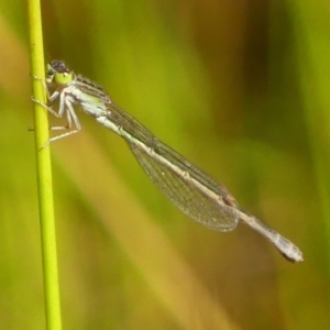 Ischnura aurora at High Range, NSW - 21 Dec 2022 09:30 AM