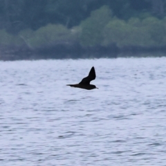 Ardenna pacifica (Wedge-tailed Shearwater) at Wallagoot, NSW - 25 Dec 2022 by KylieWaldon