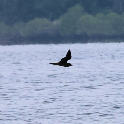 Ardenna pacifica (Wedge-tailed Shearwater) at Wallagoot, NSW - 26 Dec 2022 by KylieWaldon
