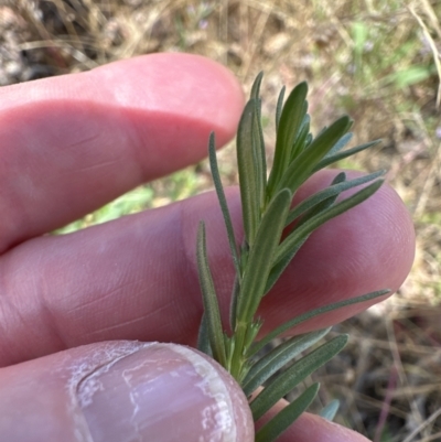 Lythrum hyssopifolia (Small Loosestrife) at Aranda, ACT - 26 Dec 2022 by lbradley