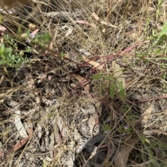 Lythrum hyssopifolia at Molonglo Valley, ACT - 26 Dec 2022