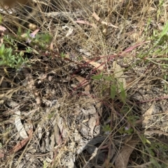 Lythrum hyssopifolia at Aranda, ACT - 26 Dec 2022 02:15 PM