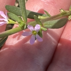 Lythrum hyssopifolia at Aranda, ACT - 26 Dec 2022