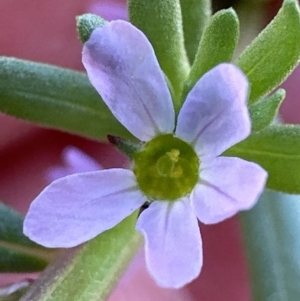 Lythrum hyssopifolia at Aranda, ACT - 26 Dec 2022
