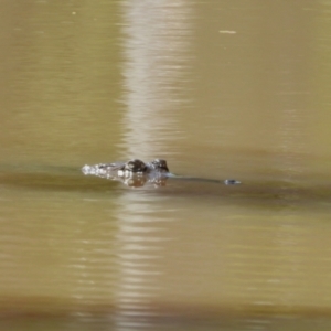 Crocodylus johnstoni at Kelso, QLD - 4 Dec 2022