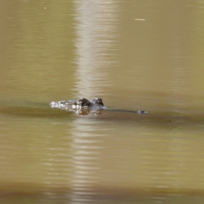 Crocodylus johnstoni (Freshwater Crocodile) at Kelso, QLD - 4 Dec 2022 by TerryS