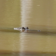 Crocodylus johnstoni (Freshwater Crocodile) at Kelso, QLD - 3 Dec 2022 by TerryS