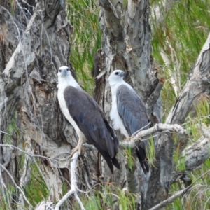 Haliaeetus leucogaster at Cranbrook, QLD - 11 Dec 2022