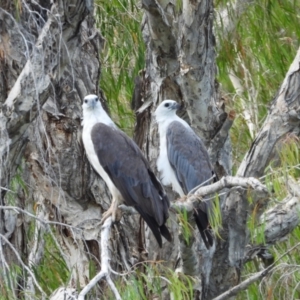 Haliaeetus leucogaster at Cranbrook, QLD - 11 Dec 2022 10:11 AM