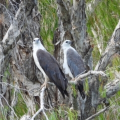 Haliaeetus leucogaster (White-bellied Sea-Eagle) at Cranbrook, QLD - 10 Dec 2022 by TerryS