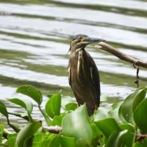 Butorides striata at Cranbrook, QLD - 26 Dec 2022