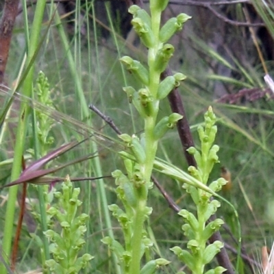 Microtis unifolia (Common Onion Orchid) at The Pinnacle - 20 Dec 2022 by sangio7