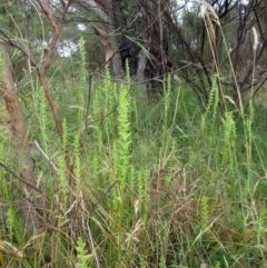 Microtis unifolia at Weetangera, ACT - 21 Dec 2022