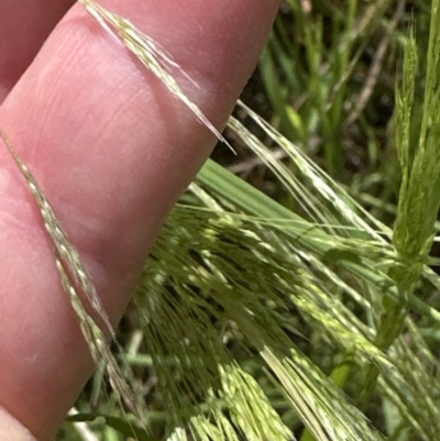 Lachnagrostis filiformis (Blown Grass) at Aranda Bushland - 26 Dec 2022 by lbradley