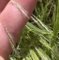 Lachnagrostis filiformis (Blown Grass) at Molonglo Valley, ACT - 26 Dec 2022 by lbradley