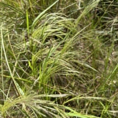 Lachnagrostis filiformis at Aranda, ACT - 26 Dec 2022