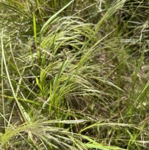 Lachnagrostis filiformis at Aranda, ACT - 26 Dec 2022