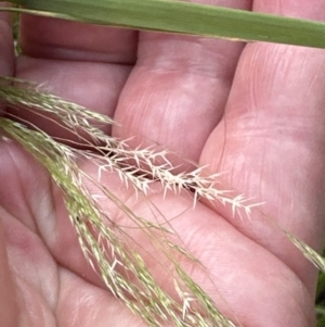 Lachnagrostis filiformis at Aranda, ACT - 26 Dec 2022