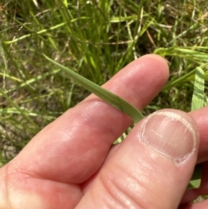 Lachnagrostis filiformis at Aranda, ACT - 26 Dec 2022