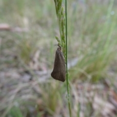 Syncometes vilis (Barea Group) at Charleys Forest, NSW - 9 Nov 2022 by arjay