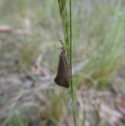 Syncometes vilis (Barea Group) at Charleys Forest, NSW - 9 Nov 2022 by arjay