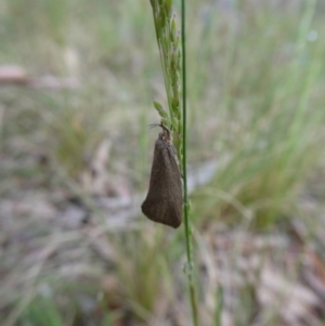 Syncometes vilis at Charleys Forest, NSW - 9 Nov 2022