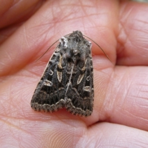 Mamestra dictyota at suppressed - 26 Oct 2022