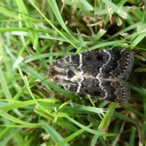 Proteuxoa sanguinipuncta at Charleys Forest, NSW - 27 Feb 2022