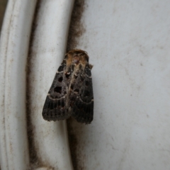 Proteuxoa sanguinipuncta (Blood-spotted Noctuid) at Charleys Forest, NSW - 18 Feb 2022 by arjay