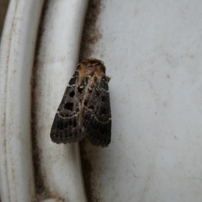 Proteuxoa sanguinipuncta (Blood-spotted Noctuid) at Mongarlowe River - 17 Feb 2022 by arjay