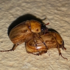 Cyclocephala signaticollis (Argentinian scarab) at Hughes, ACT - 24 Dec 2022 by LisaH