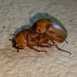 Cyclocephala signaticollis at Hughes, ACT - suppressed