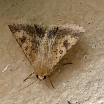 Helicoverpa (genus) (A bollworm) at Hughes Grassy Woodland - 24 Dec 2022 by LisaH