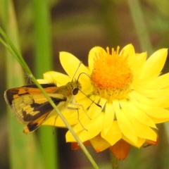 Ocybadistes walkeri (Green Grass-dart) at Kambah, ACT - 26 Dec 2022 by HelenCross