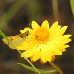 Ocybadistes walkeri at Kambah, ACT - 26 Dec 2022