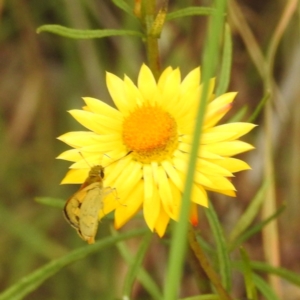 Ocybadistes walkeri at Kambah, ACT - 26 Dec 2022