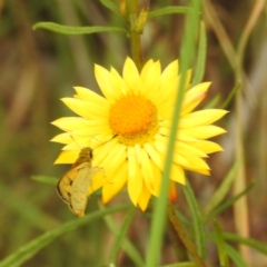 Ocybadistes walkeri at Kambah, ACT - 26 Dec 2022