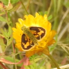 Ocybadistes walkeri at Kambah, ACT - 26 Dec 2022