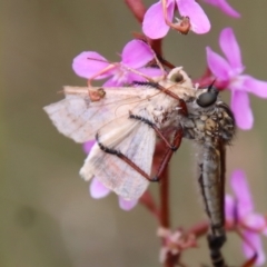 Zosteria sp. (genus) (Common brown robber fly) at Mongarlowe, NSW - 23 Dec 2022 by LisaH